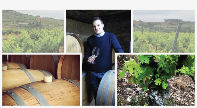 Jose Antonio García - Vineyard, transparent png #8394388