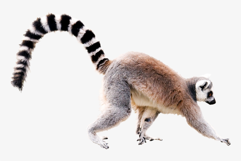 Lemur Png, Download Png Image With Transparent Background, - Ring Tailed Lemur On White Background, transparent png #8395367