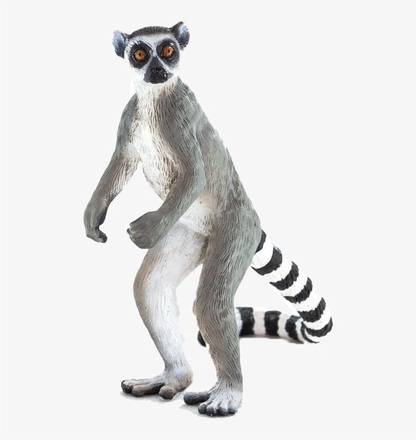 Ring Tailed Lemur Transparent, transparent png #8395463