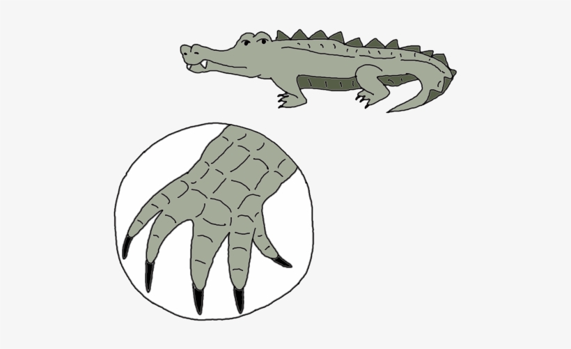 Alligator Dream Meaning - Alligator Toe Clipart, transparent png #8395889