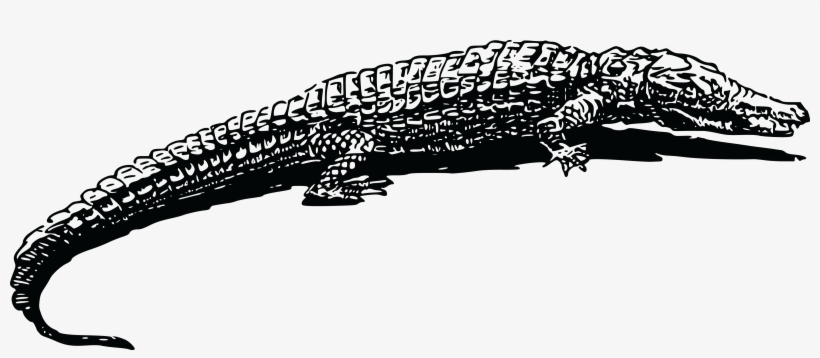 Free Clipart Of A Crocodile - Black And White Clipart Crocodile, transparent png #8395920