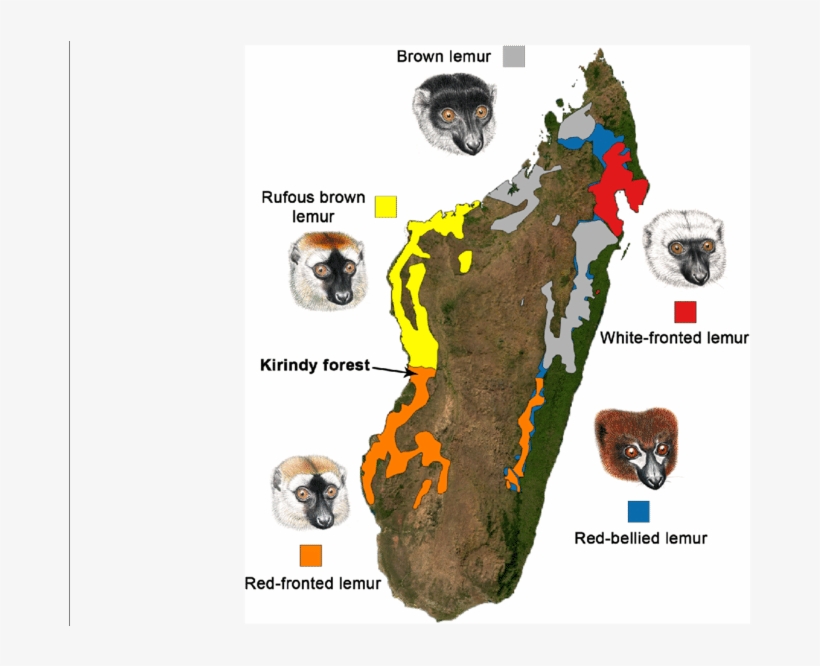 Map Of Madagascar Showing The Distribution Of Eulemur - Map Of Madagascar, transparent png #8396320