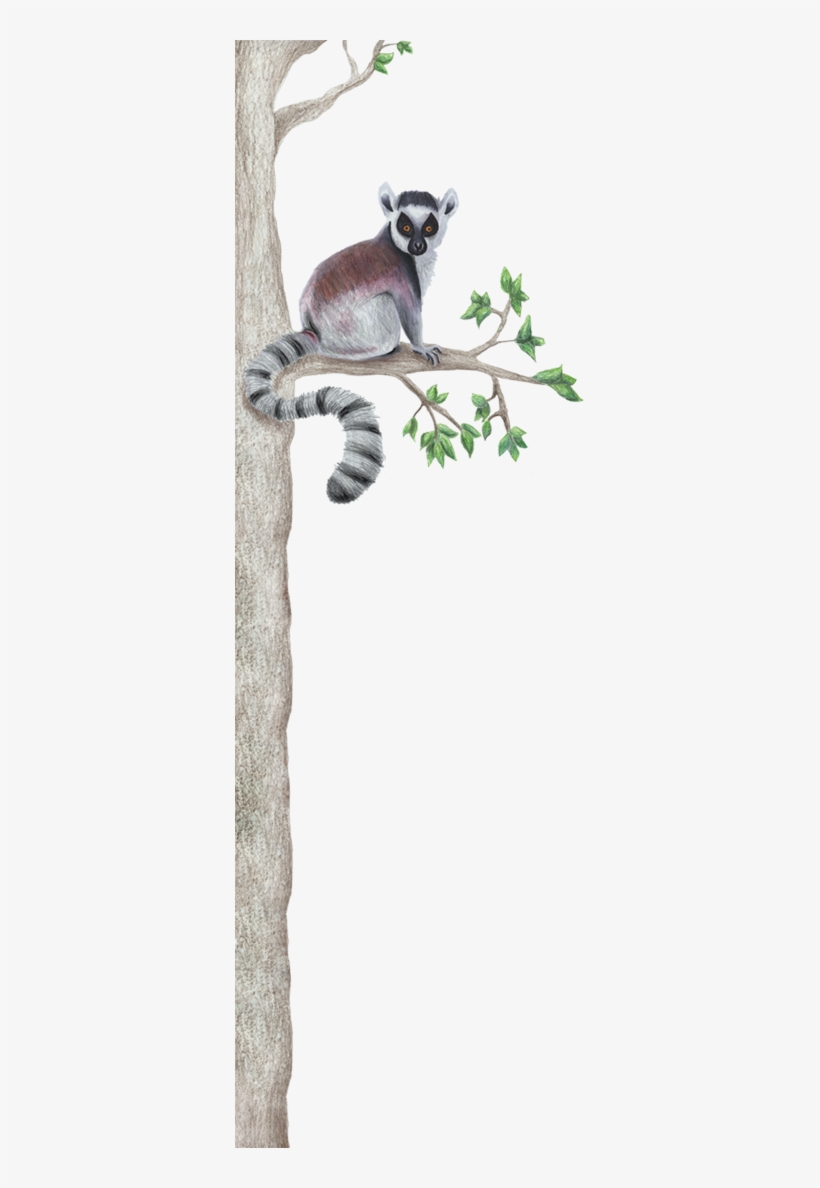 Illustration Of Ring-tailed Lemur Sitting In Tree - Madagascar Cat, transparent png #8396971