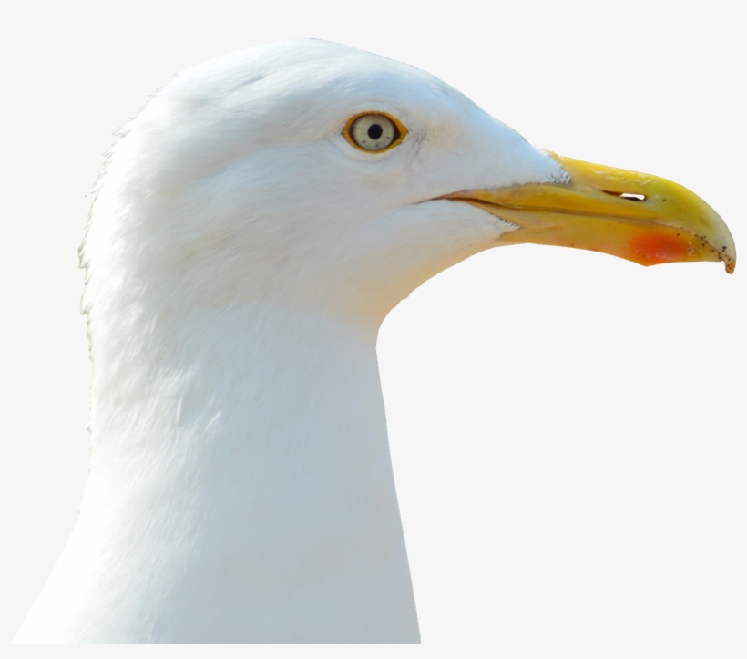 Seagull, Bird, Water Bird, Close, Seevogel, Bill, Birds - Птица С Буквата А, transparent png #8398567