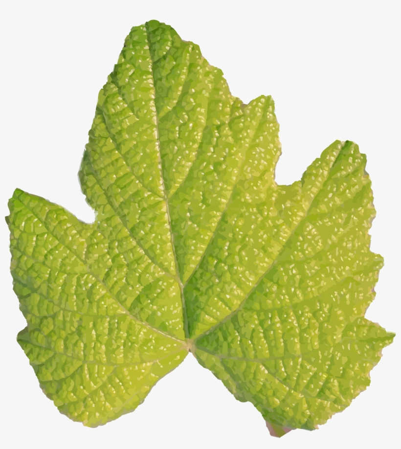 This Free Icons Png Design Of Leaf No Stem, transparent png #8399182