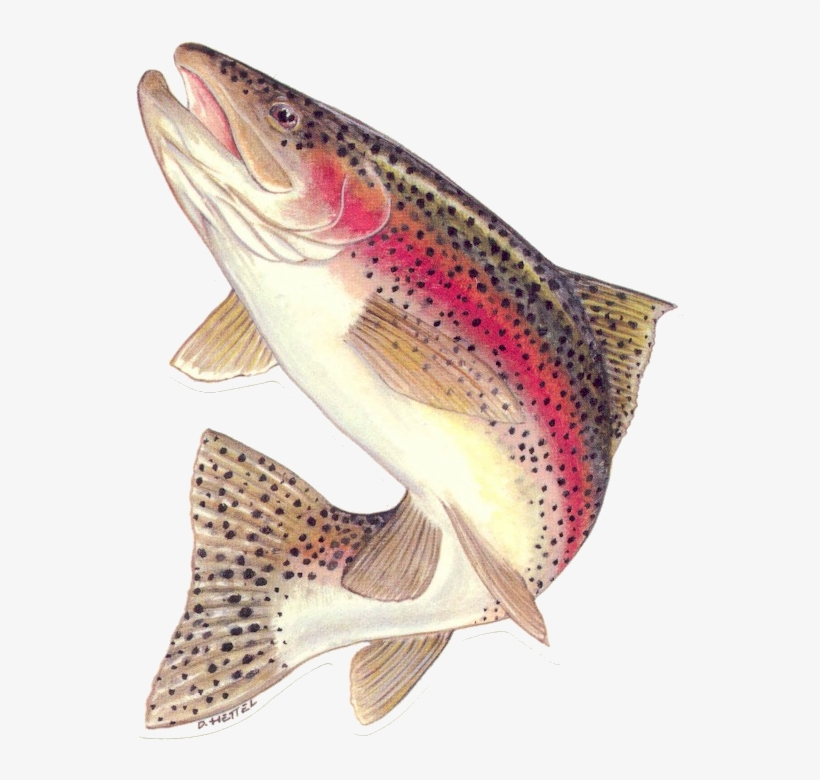Bataan Lake Fly Fishing Report 03/03/2009 - Jumping Rainbow Trout, transparent png #842098