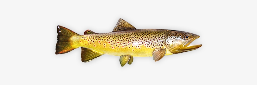 Brown Trout - Fly Fishing, transparent png #842130