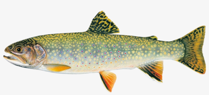 Stream Brook Trout - Brook Trout Versus Rainbow Trout, transparent png #842131