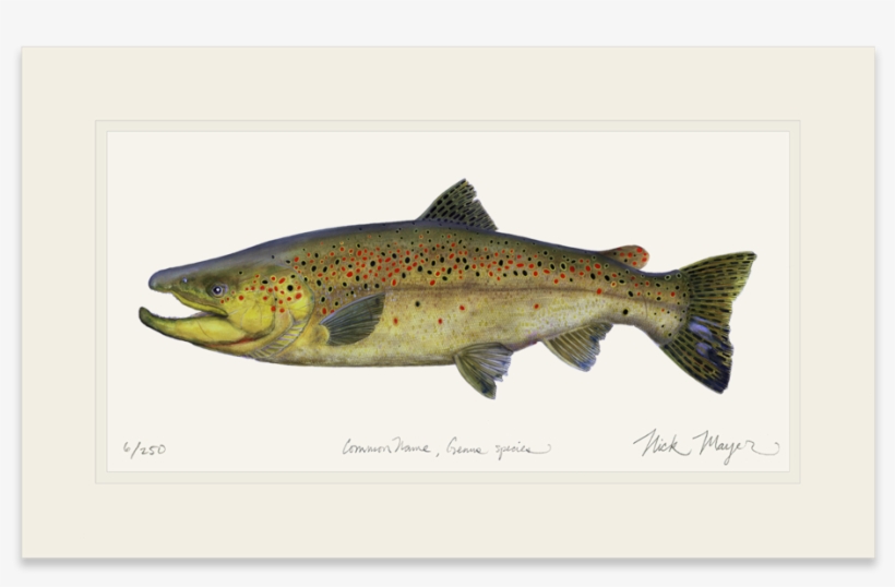 Brown Trout - Landlocked Salmon Or Rainbow Trout, transparent png #842155