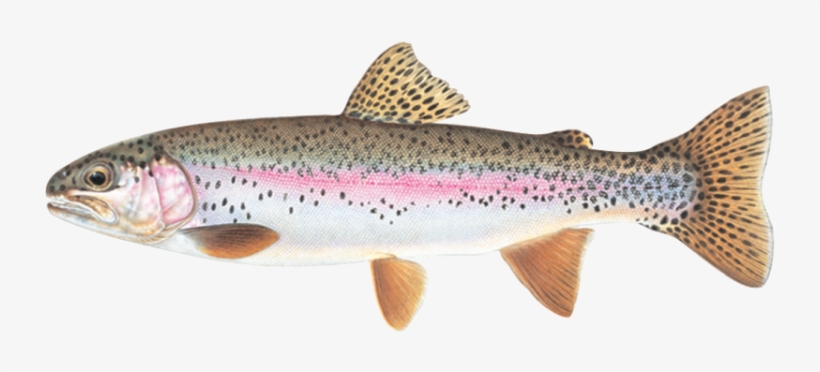 Trout - Facts About Rainbow Trout, transparent png #842157