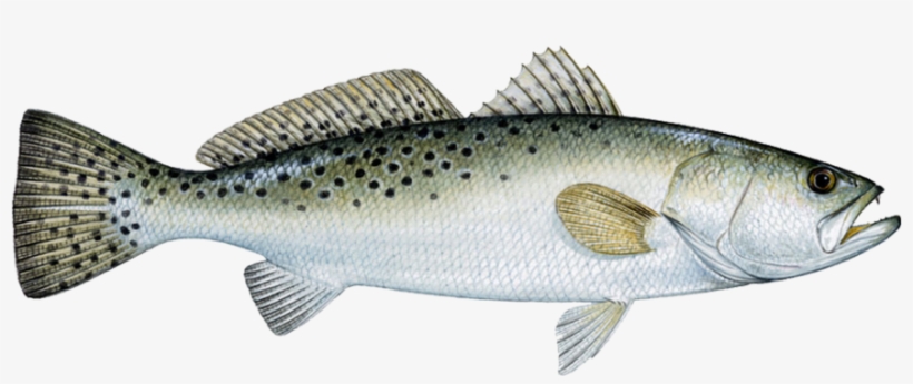Speckled Trout Species - Speckled Trout, transparent png #842180