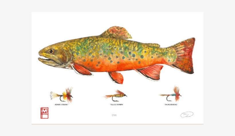 Brooke Trout Print - Brook Trout, transparent png #842254