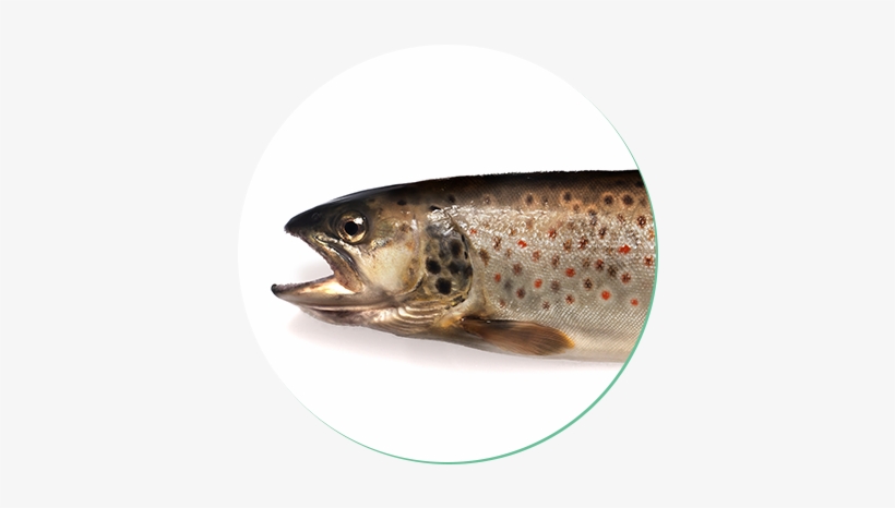 Brown Trout - Forellenarten, transparent png #842269