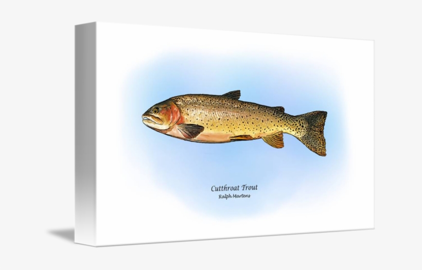 Clipart Royalty Free Library Cutthroat By Ralph Martens - Gallery-wrapped Canvas Art Print 16 X 9 Entitled Cutthroat, transparent png #842273