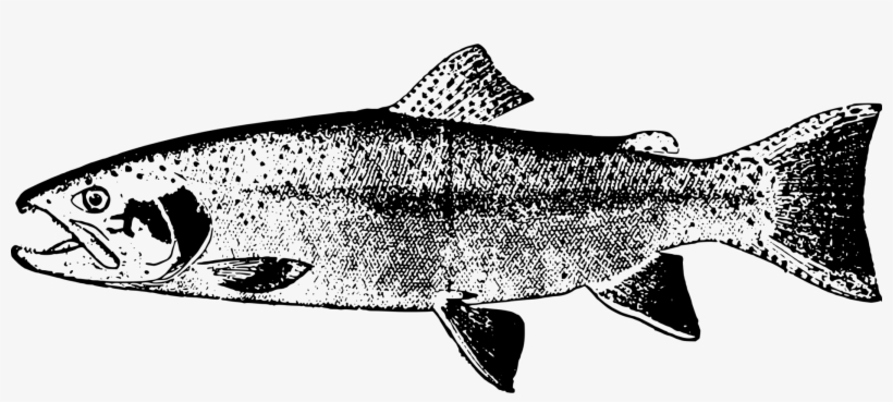 Fish Computer Icons Trout Line Art Abel Automatics, - Clip Art, transparent png #842333