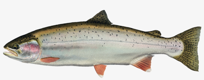 Trout Drawing Fresh Water Fish - Freshwater Fish Png, transparent png #842348