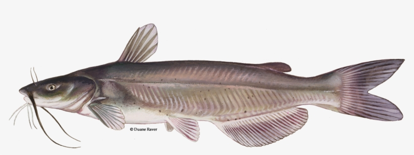 Channel Catfish Png, transparent png #842423