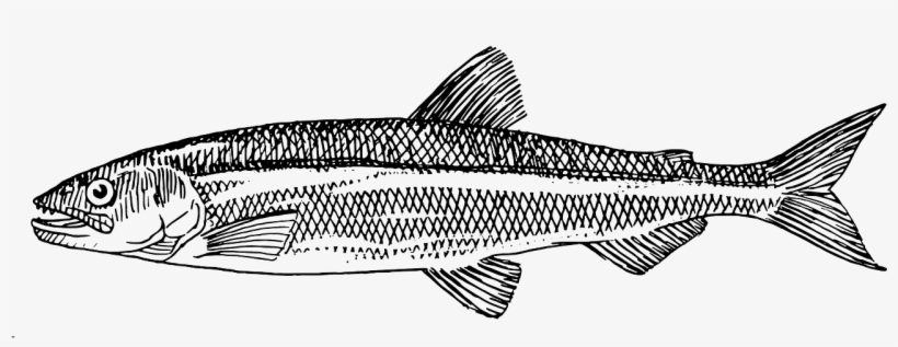 Fish Animal Biology Png Image Picpng - Atlantic Herring How To Draw, transparent png #842465
