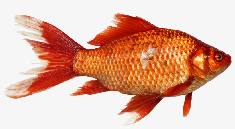 Gold Fish Close Up - Golden Fish, transparent png #842492