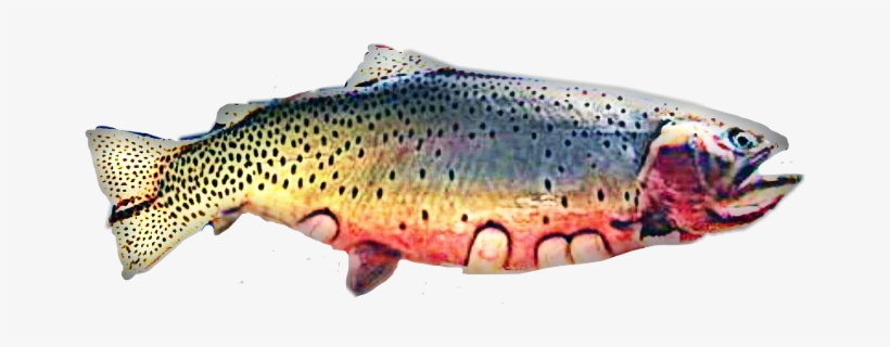 Scfish Fish Rainbow Trout Sticker - Coastal Cutthroat Trout, transparent png #842531