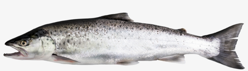 Salmon Trout - Forellenart, transparent png #842641