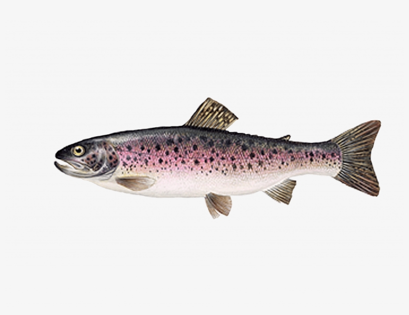Rainbow Trout - Regnbueørred, transparent png #843078