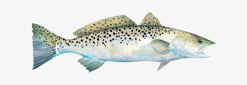 Venice Trout Fishing - Spotted Seatrout, transparent png #843108