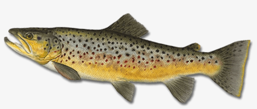 Free Png Fish Png Images Transparent - Brown Trout, transparent png #843309