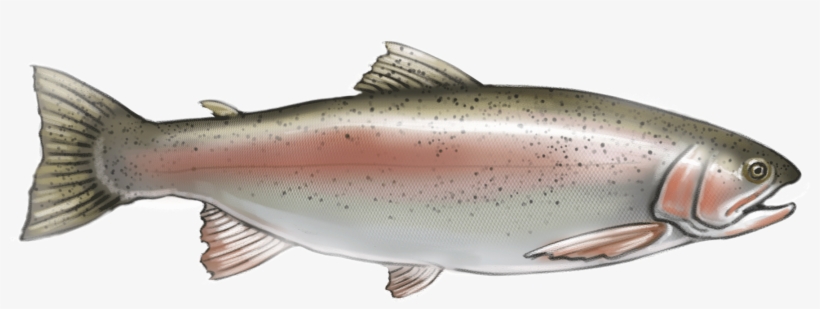 Rainbow-trout - Coastal Cutthroat Trout, transparent png #843357
