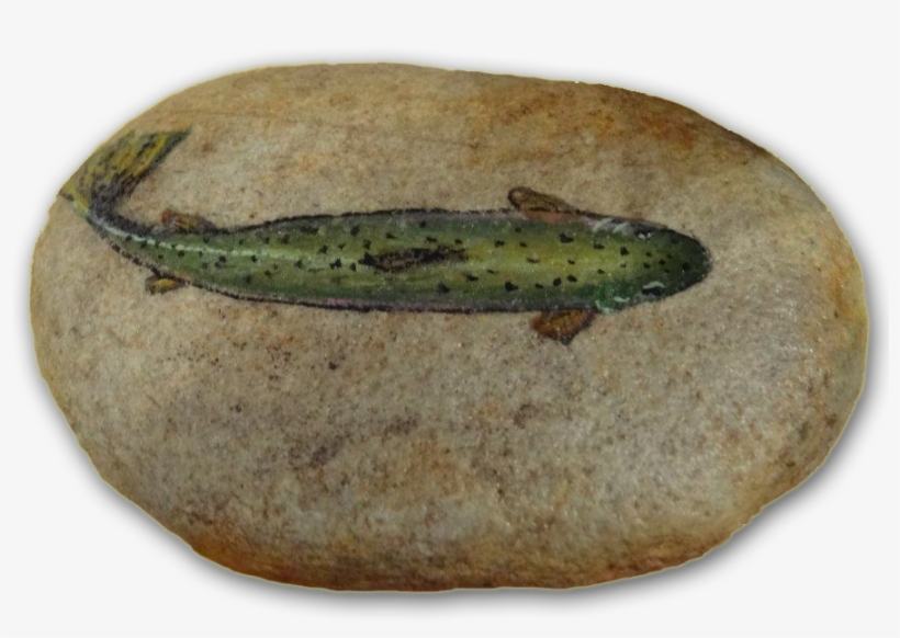 Painted Rock $15 - Trout Painted Rock, transparent png #843530