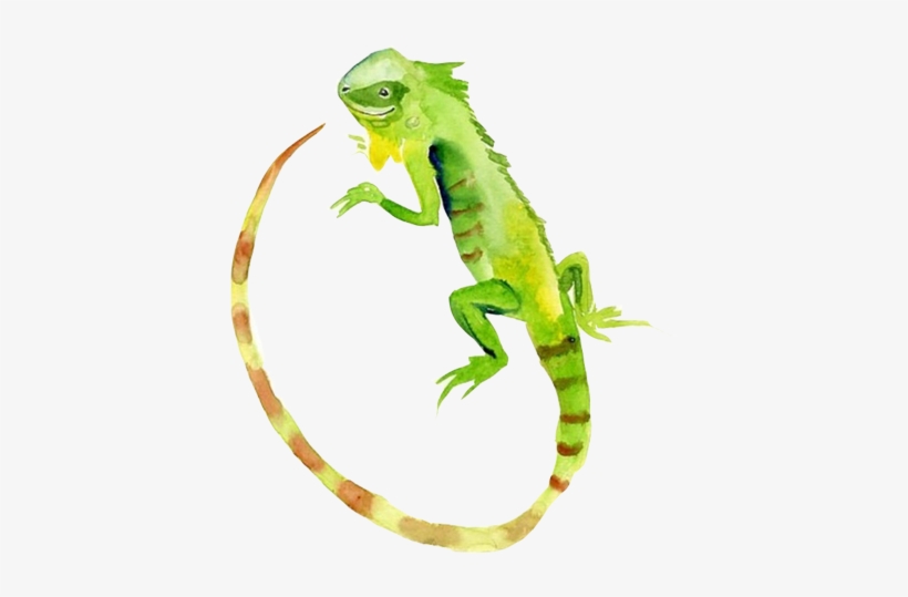 Lizard Watercolour Flowers Green Iguana Reptile Watercolor - Iguana Watercolor, transparent png #844744
