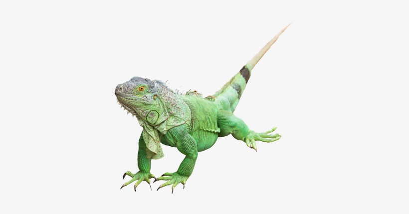 Iguana Png Photos - Iguana Verde Png, transparent png #844746