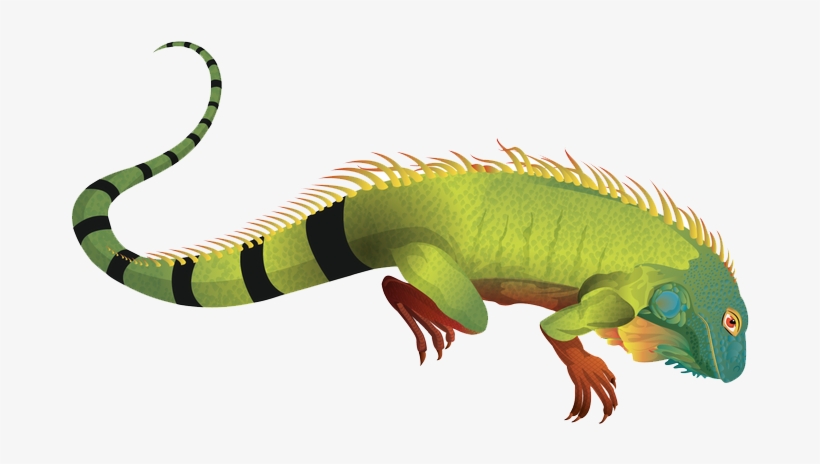 Iguana Clipart Downloadable - Iguana Png, transparent png #844768