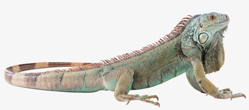Svg Freeuse Lizard Png Picture Web Icons - Green Iguana No Background, transparent png #844820