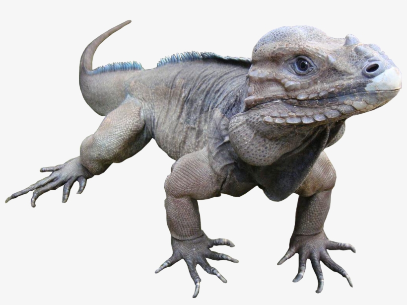 Animala Rare Rhinoceros Iguana - Rhinoceros Iguana, transparent png #845054