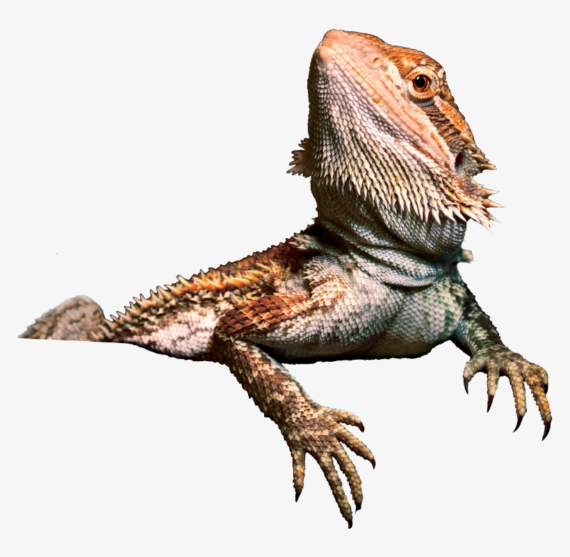 Bearded Dragon Png Transparent Image - Bearded Dragon Clip Art, transparent png #845074