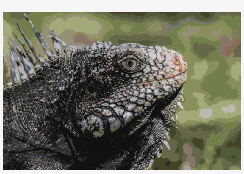 Download Zazzle 1920px-iguanidae Head From Venezuela - 1920px-iguanidae Head From Venezuela, transparent png #845202