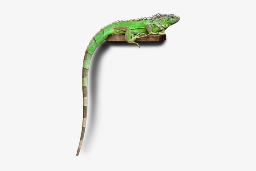 Social Responsibility - Carolina Anole, transparent png #845223