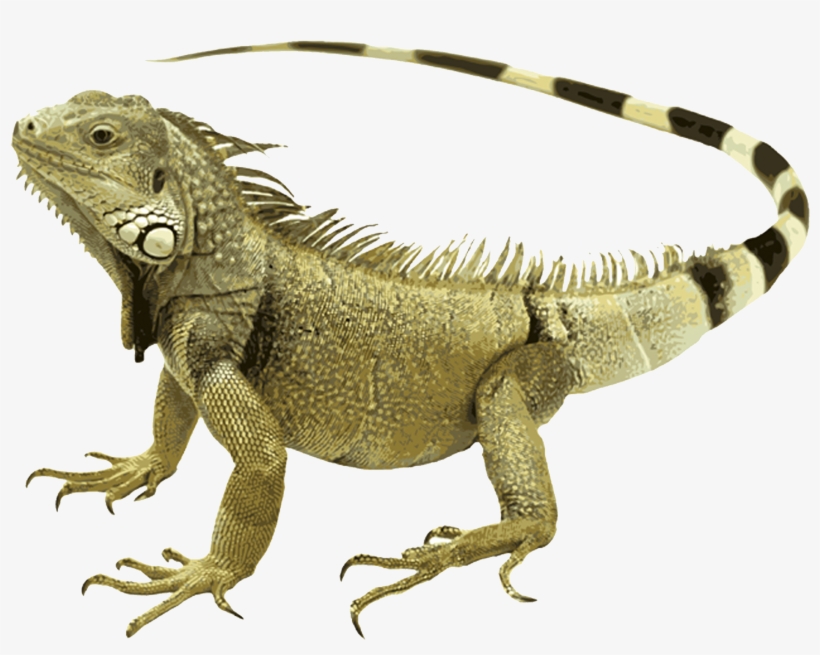 Iguana - Iguana Animal, transparent png #845290