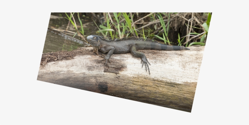 Previous / Next Image - Agama, transparent png #845308