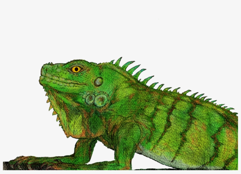 Green Iguana, transparent png #845359