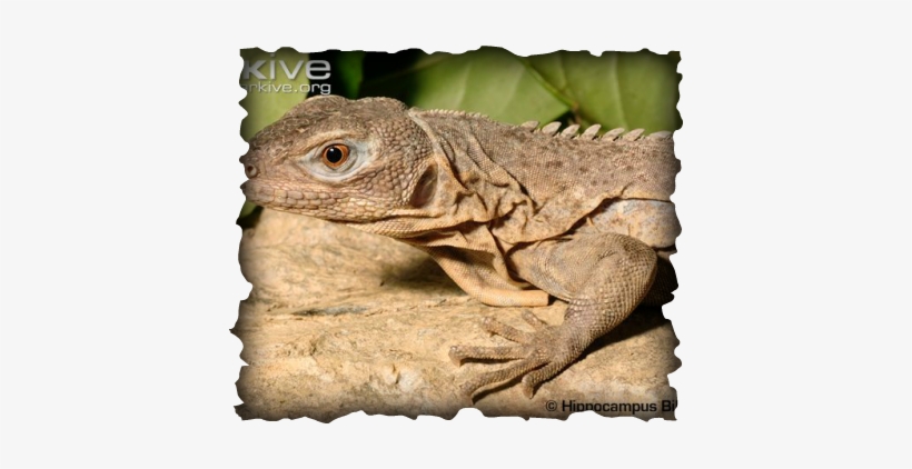 Ctenosaura Palearis, transparent png #845565