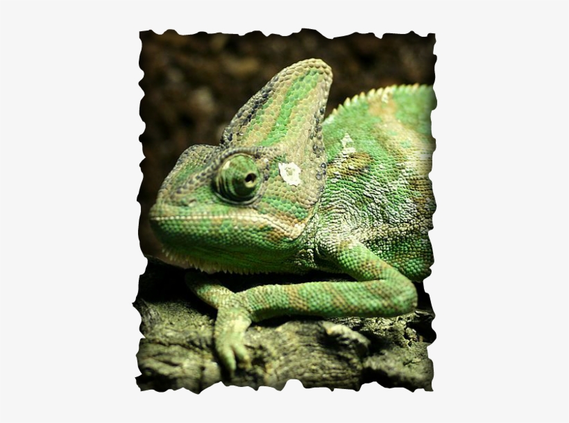 Veiled Chameleon, Chamaeleo Calyptratus, Invasive Species, - Chameleon Hawaii, transparent png #845581