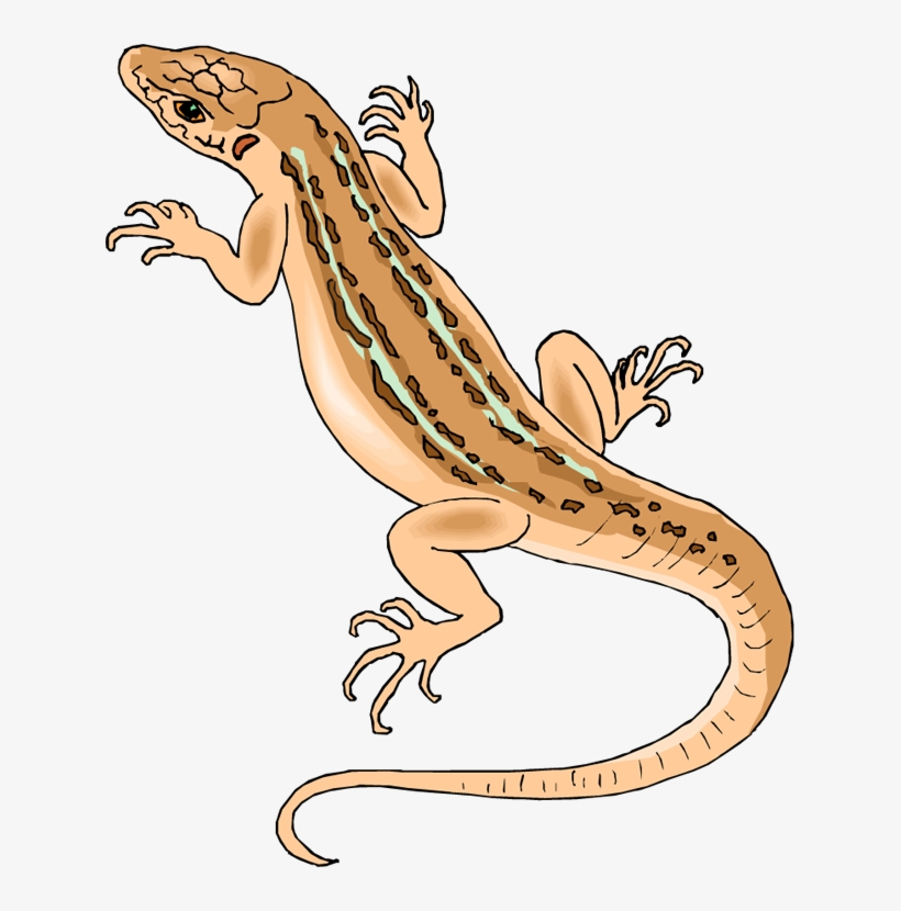 Image Transparent Library Free Lizard Clipart - Clip Art Of Lizard, transparent png #845628