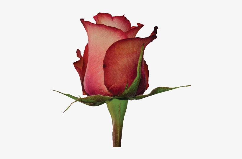 Iguana - Prev - Floribunda, transparent png #845885