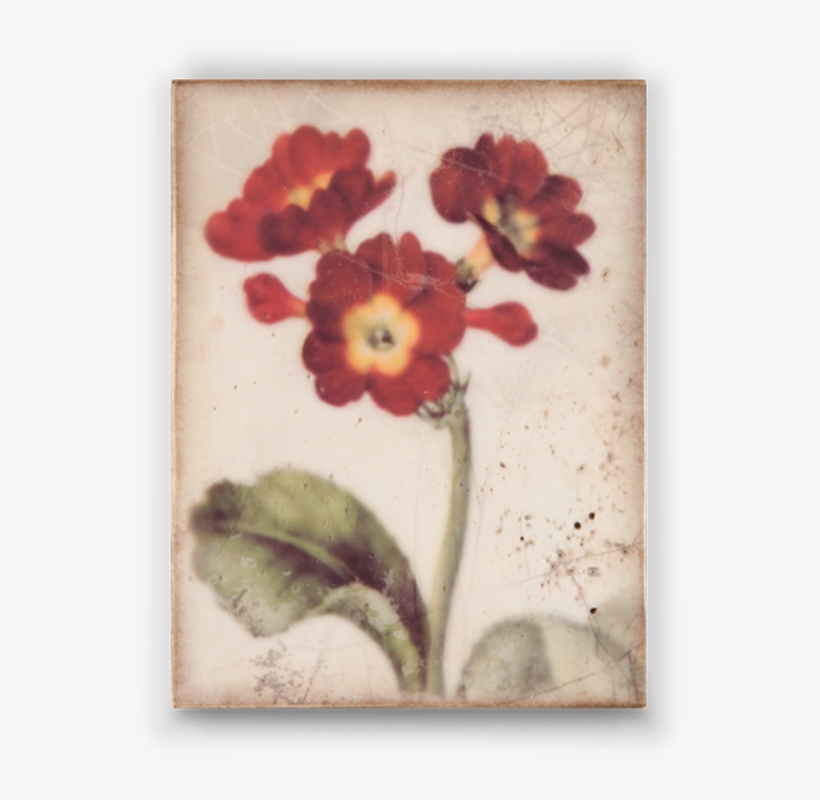 Through The Looking Glass - Fairy, transparent png #846145