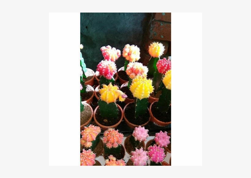 Cactus, transparent png #846406