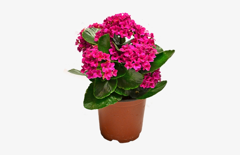 Kalanchoe Kalanchoe Plant - Kalanchoe Png, transparent png #846450