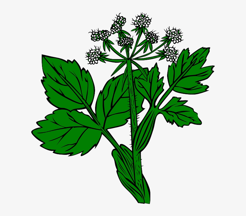 Plants Flower Flowers Plant - Ageratina Altissima Png, transparent png #846480