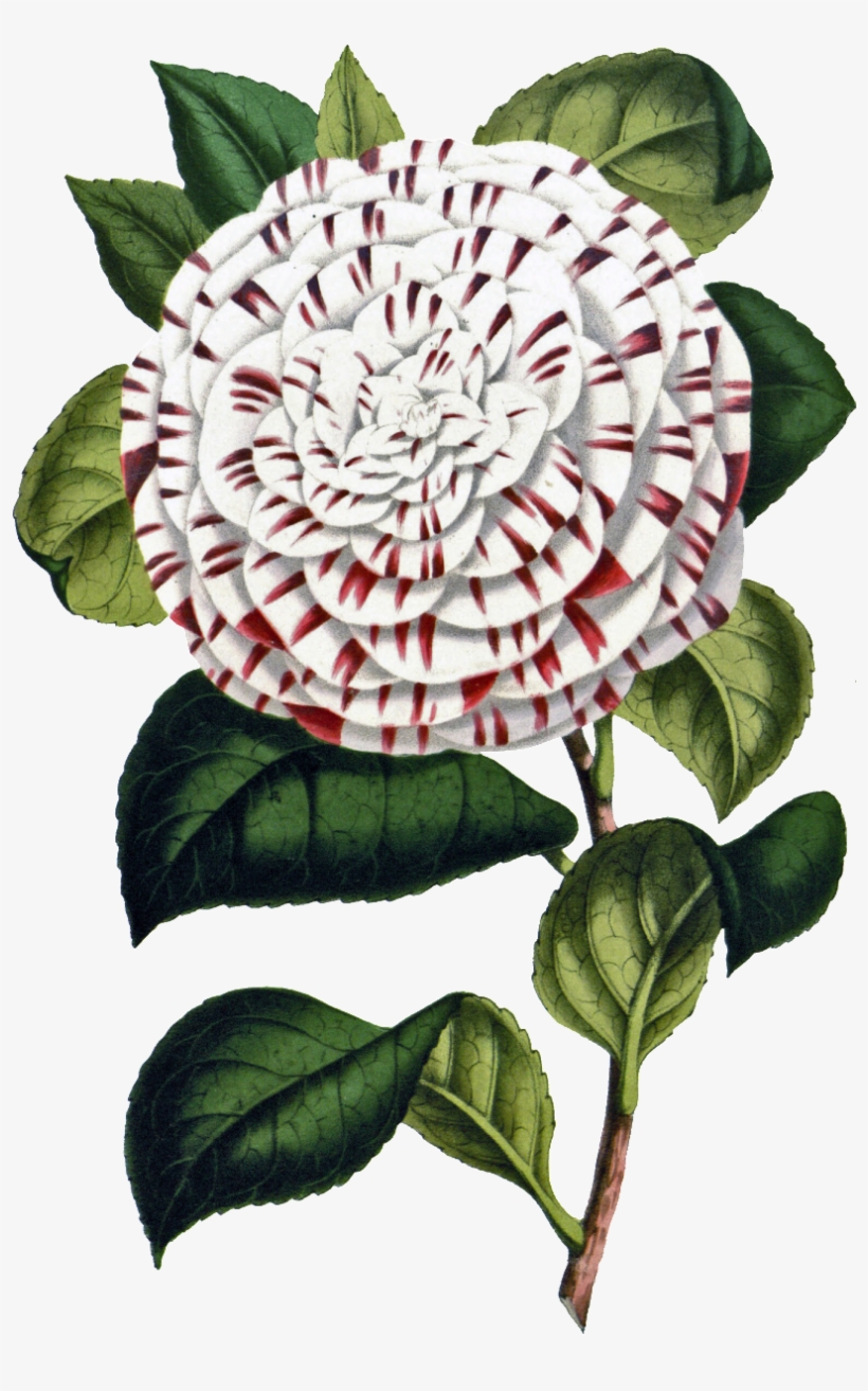 This Product Design Is Hand Painted White Big Flower - Flower, transparent png #846678